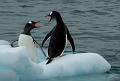 245 - TWO GENTOOS ON A FLOE - BURR JUDY - united states